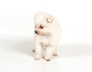 Fototapeta na wymiar Pomeranian dog isolated on a white background