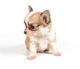 Obraz premium chihuahua puppy in front of a white background