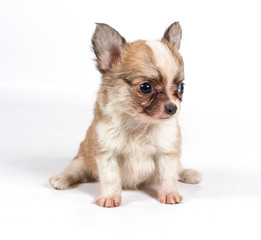 chihuahua puppy in front of a white background