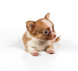 chihuahua puppy in front of a white background