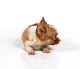 chihuahua puppy in front of a white background