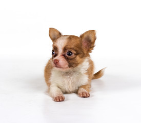 chihuahua puppy in front of a white background