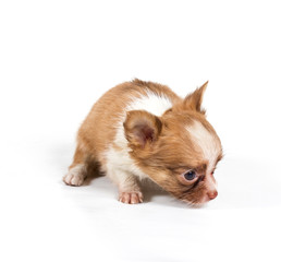 chihuahua puppy in front of a white background