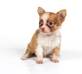 chihuahua puppy in front of a white background
