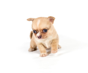 chihuahua puppy in front of a white background