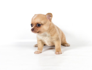 chihuahua puppy in front of a white background