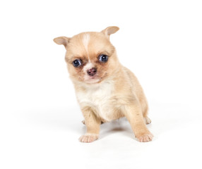 chihuahua puppy in front of a white background