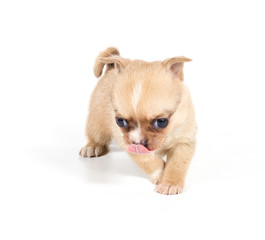 chihuahua puppy in front of a white background