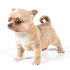 chihuahua puppy in front of a white background