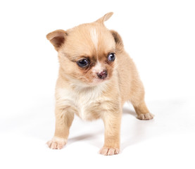 Fototapeta na wymiar chihuahua puppy in front of a white background