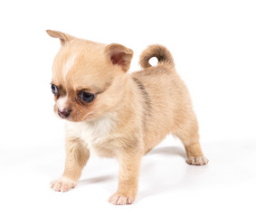 chihuahua puppy in front of a white background