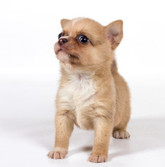 chihuahua puppy in front of a white background