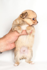 Chihuahua puppy on white background