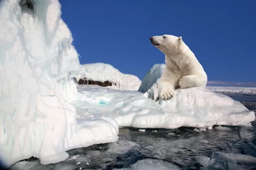 Crédence de cuisine en verre imprimé Ours polaire ours polaire debout sur le bloc de glace