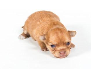 Obraz premium Chihuahua puppy on white background