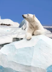 Door stickers Icebear polar bear standing on the ice block