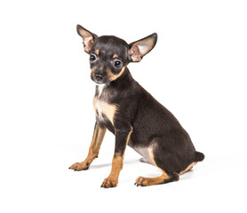 Russian toy terrier, isolated on a white background