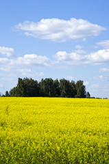 Background yellow oilseed rape agricultural field