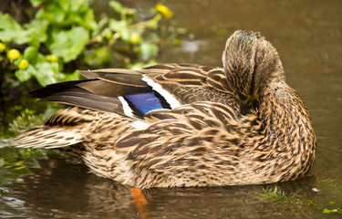 Mallard Duck in Pond
