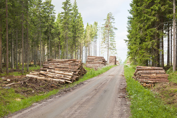 Fototapeta na wymiar Ułożone stosy drewna