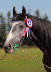 Prize-winning horse at show