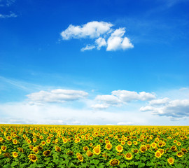 sunflowers