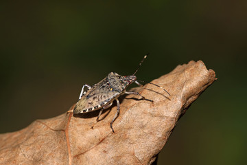 stinkbug