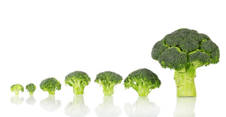 Fresh broccoli in line isolated on white