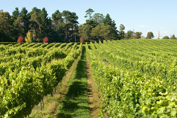 Vineyard Scene