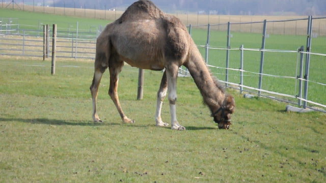 Kamel