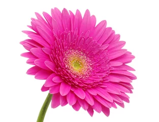 Photo sur Plexiglas Gerbera fleur de gerbera