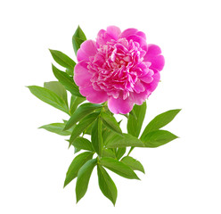 pink peony flower