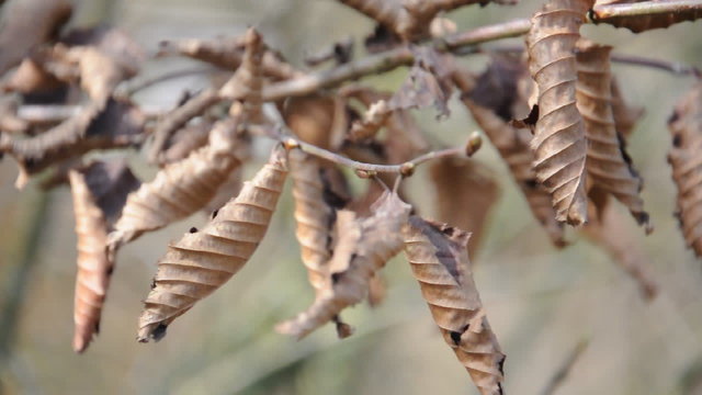 Trockene Bl&auml;tter am Baum
