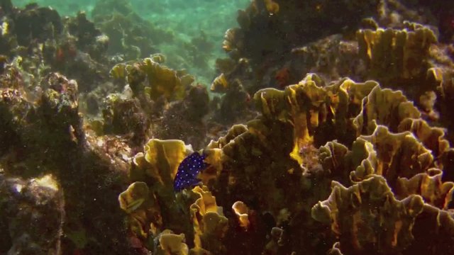 Jewel fish in the Caribbean sea