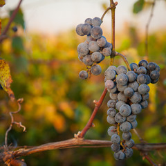 Red bunches of grape in the vineyard before the harvest (11)