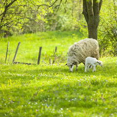 Sheep and lamb on green field © Adam Radosavljevic