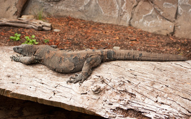 Australian Goanna, sleeping on a log