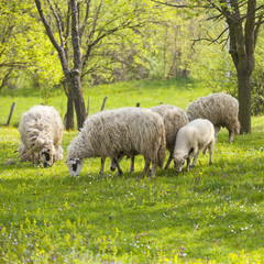 Obraz premium Sheep and lamb on green field