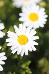 Obraz premium デイジー