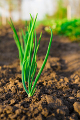 Sprouts of green onions in the garden