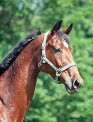 Obraz premium portrait of beautiful bay sportive mare