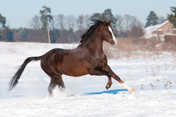 Welsh brown pony stallion runs gallop, winter