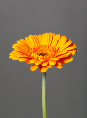 Flower gerbera