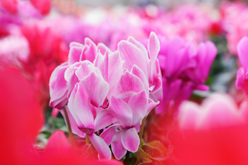 Cyclamen