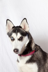 Husky dog with one brown eye and one blue