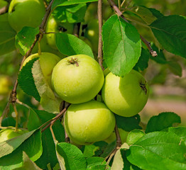 green apples on a branch