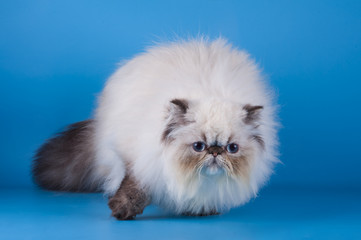 Cats on the blue background