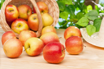 Naklejka na ściany i meble Dojrzałe, soczyste jabłka na stole w ogrodzie