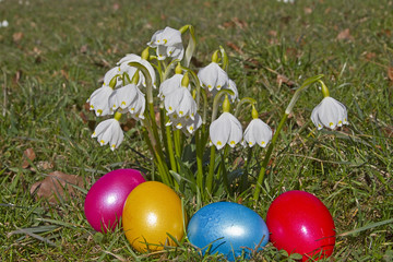 Frühlingsknotenblume