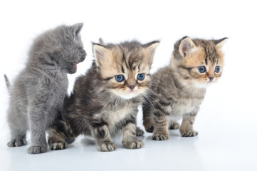 group of little kittens